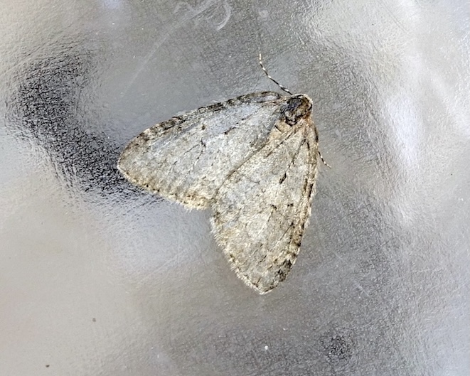 pale November moth